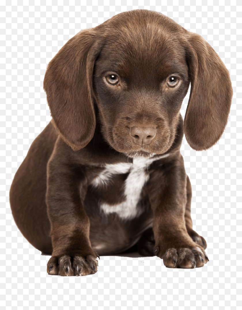 1122x1458 Cute Puppies, Dog, Pet, Canine HD PNG Download