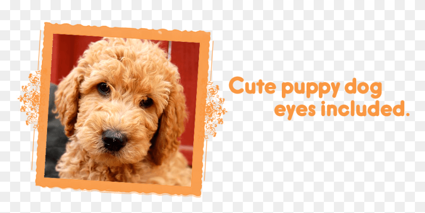928x431 Cute Puppy Dog Eyes Included Labradoodle Puppies Labradoodle, Dog, Pet, Canine HD PNG Download