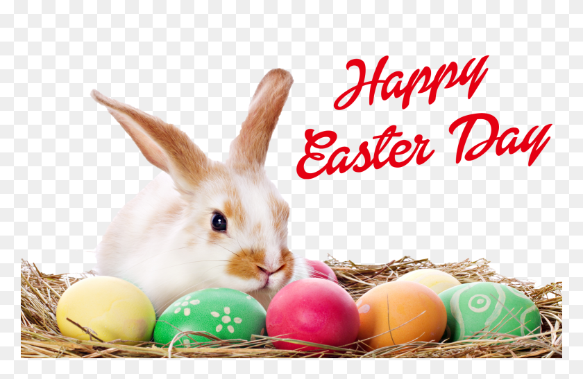 1920x1200 Cute Real Easter Bunny, Egg, Food, Easter Egg HD PNG Download