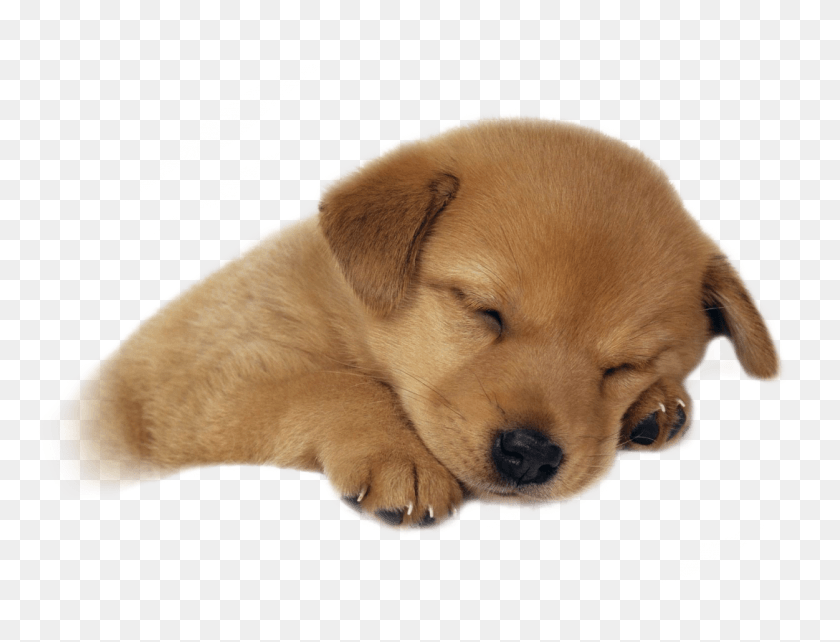 1252x935 Cute Sleeping Puppy Cute Puppy, Dog, Pet, Canine HD PNG Download