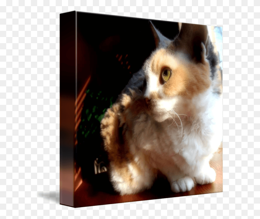 615x650 Cute Small Cats Squitten, Cat, Pet, Mammal HD PNG Download