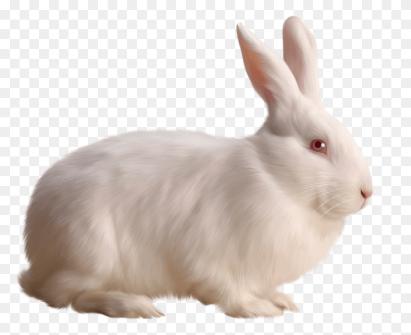 1476x1184 Cute White Mochi For Kids Rabbit, Rodent, Mammal, Animal HD PNG Download