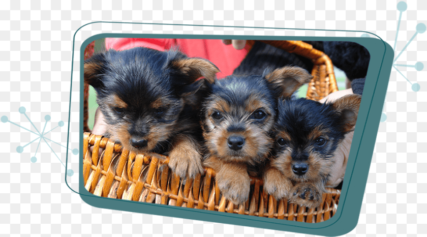 Cute Yorkie Puppies, Animal, Puppy, Canine, Pet Transparent PNG