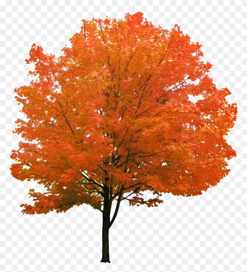 810x899 Cutout Autumn Tree Red Maple Tree, Plant, Leaf, Pineapple HD PNG Download