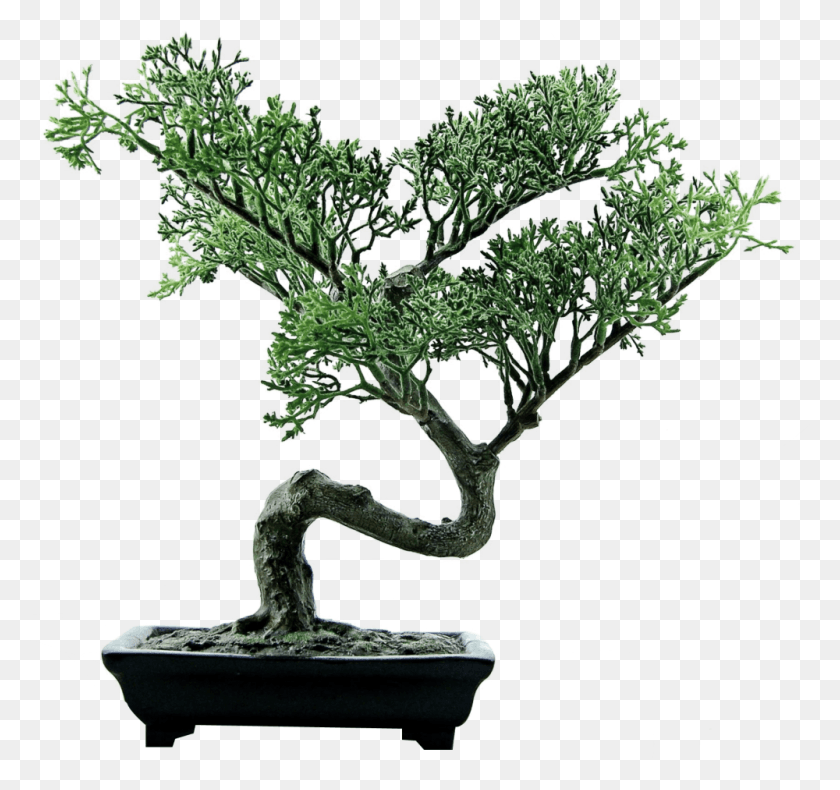 1000x936 Cutout Bonsai Tree, Plant, Potted Plant, Vase HD PNG Download