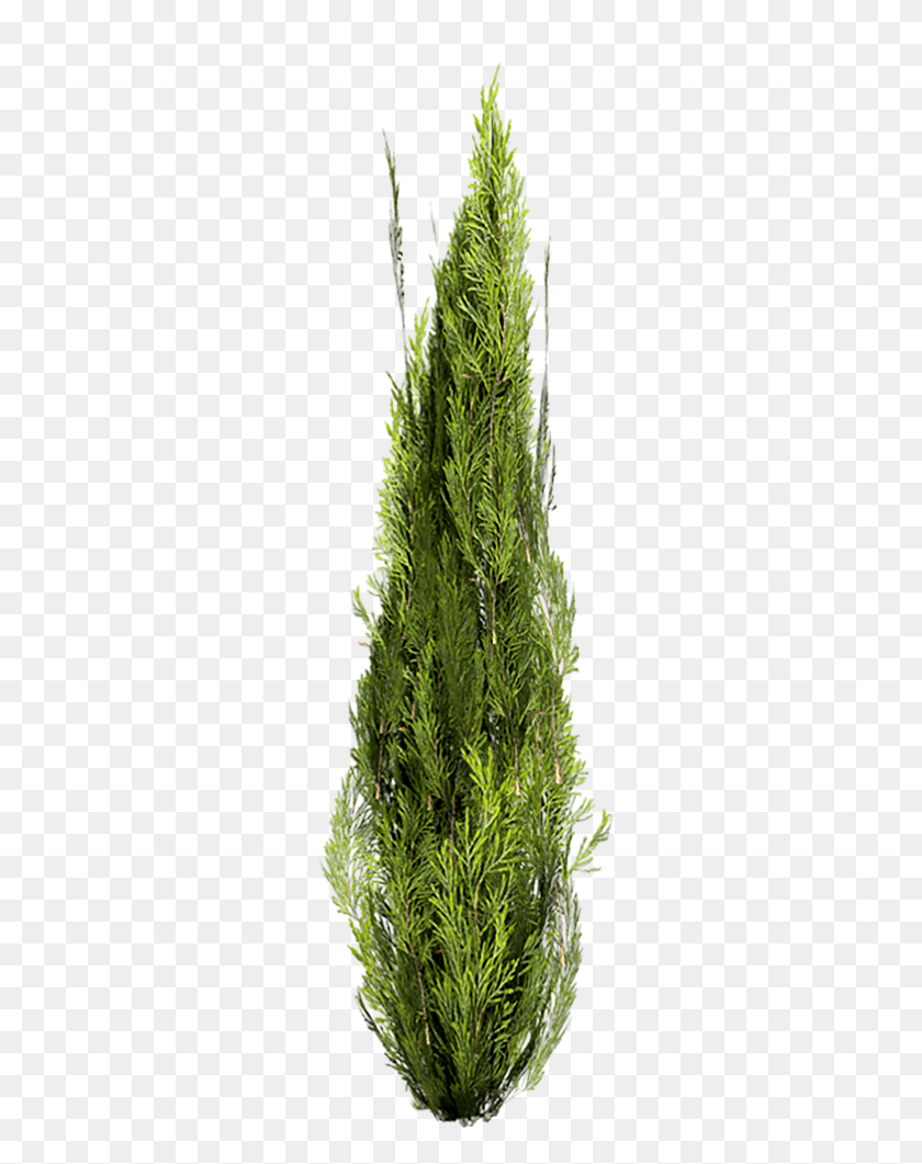 289x1001 Cutout Cypress Arbusto, Plant, Bush, Vegetation HD PNG Download