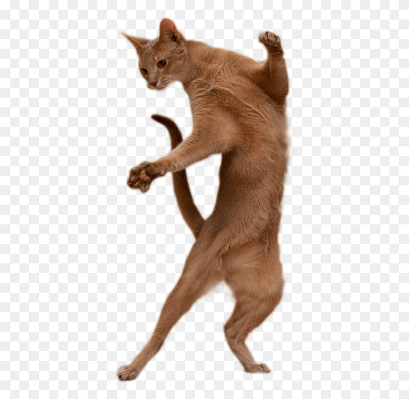 375x758 Cutout Dancing Cat Transparent Background, Pet, Mammal, Animal HD PNG Download