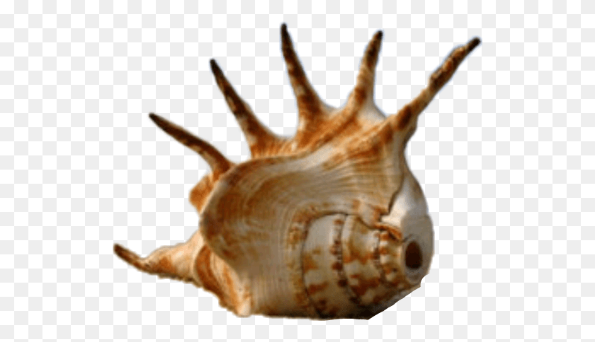 522x424 Cutout Mystickers Conch Big Sea Shells, Seashell, Invertebrate, Sea Life HD PNG Download