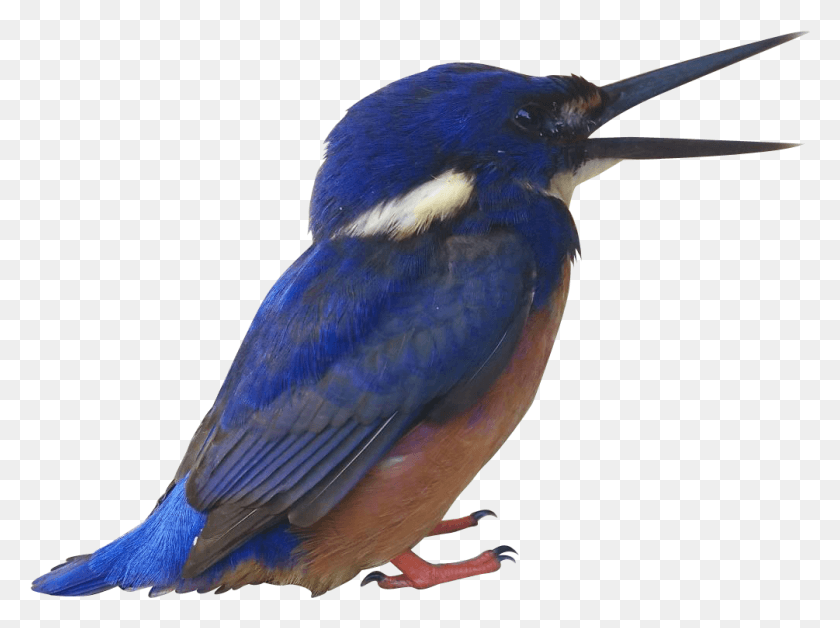 1005x732 Cutout Swallow, Bird, Animal, Bluebird HD PNG Download