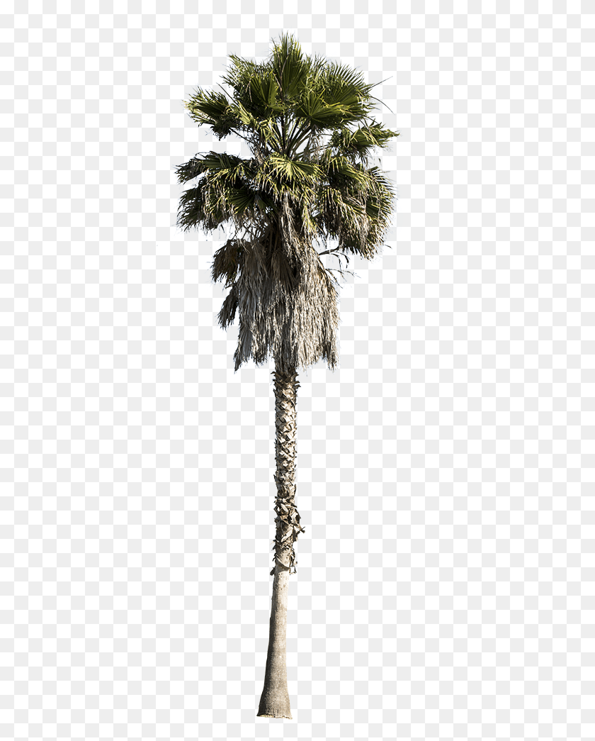 399x985 Cutout Trees Cut Out Palm Tree, Crystal, Lamp, Tree HD PNG Download