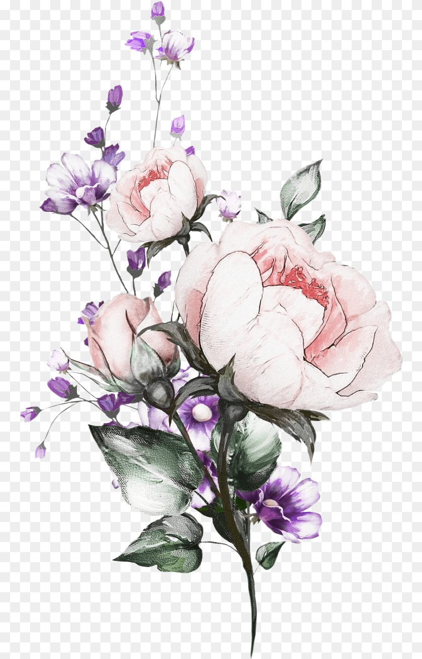 763x1313 Cveti Akvarelnie, Rose, Plant, Flower, Flower Arrangement Clipart PNG