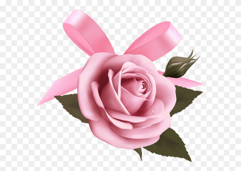 591x534 Descargar Png Cvetok Rozi Krasnaya Roza Cveti Garden Roses, Rose, Flor, Planta Hd Png