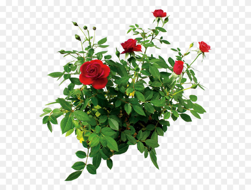 579x578 Cvetok Rozi Kust Rozi Krasnoj Rose Flower Rose Bush Rose Bush, Flower, Plant, Blossom HD PNG Download