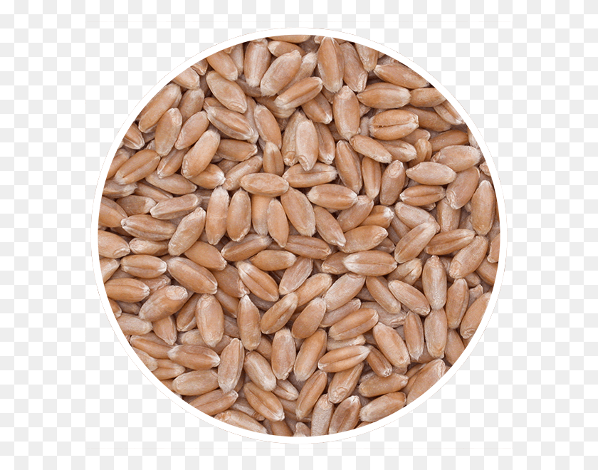 600x600 Cwrw Agriculture Rye Pics Of Types Of Grain, Plant, Vegetable, Food HD PNG Download