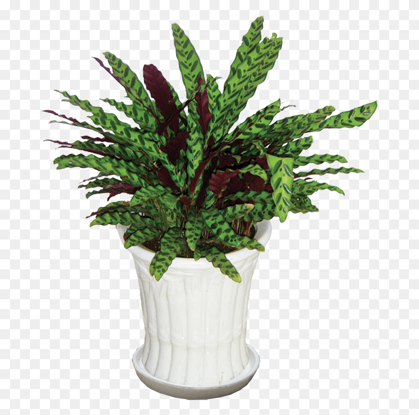 677x772 Cy Ui Phng Houseplant, Plant, Potted Plant, Vase HD PNG Download