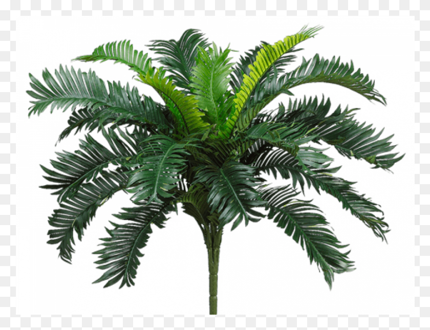 801x601 Cycas Palm Bush X20 Пальмовый Куст, Растение, Пальма, Дерево Png Скачать
