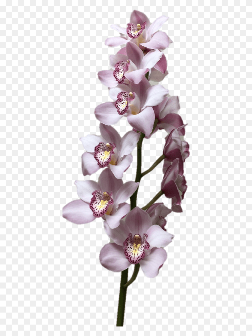 431x1058 Цимбидиум Supreme Light Lavender Orchid, Растение, Цветок, Цветение Png Скачать