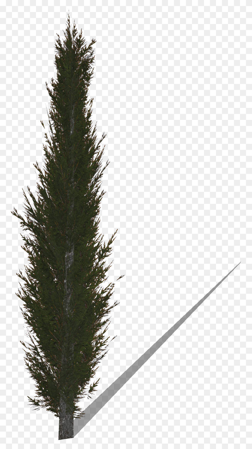 771x1438 Cypress Christmas Tree, Tree, Plant, Fir HD PNG Download