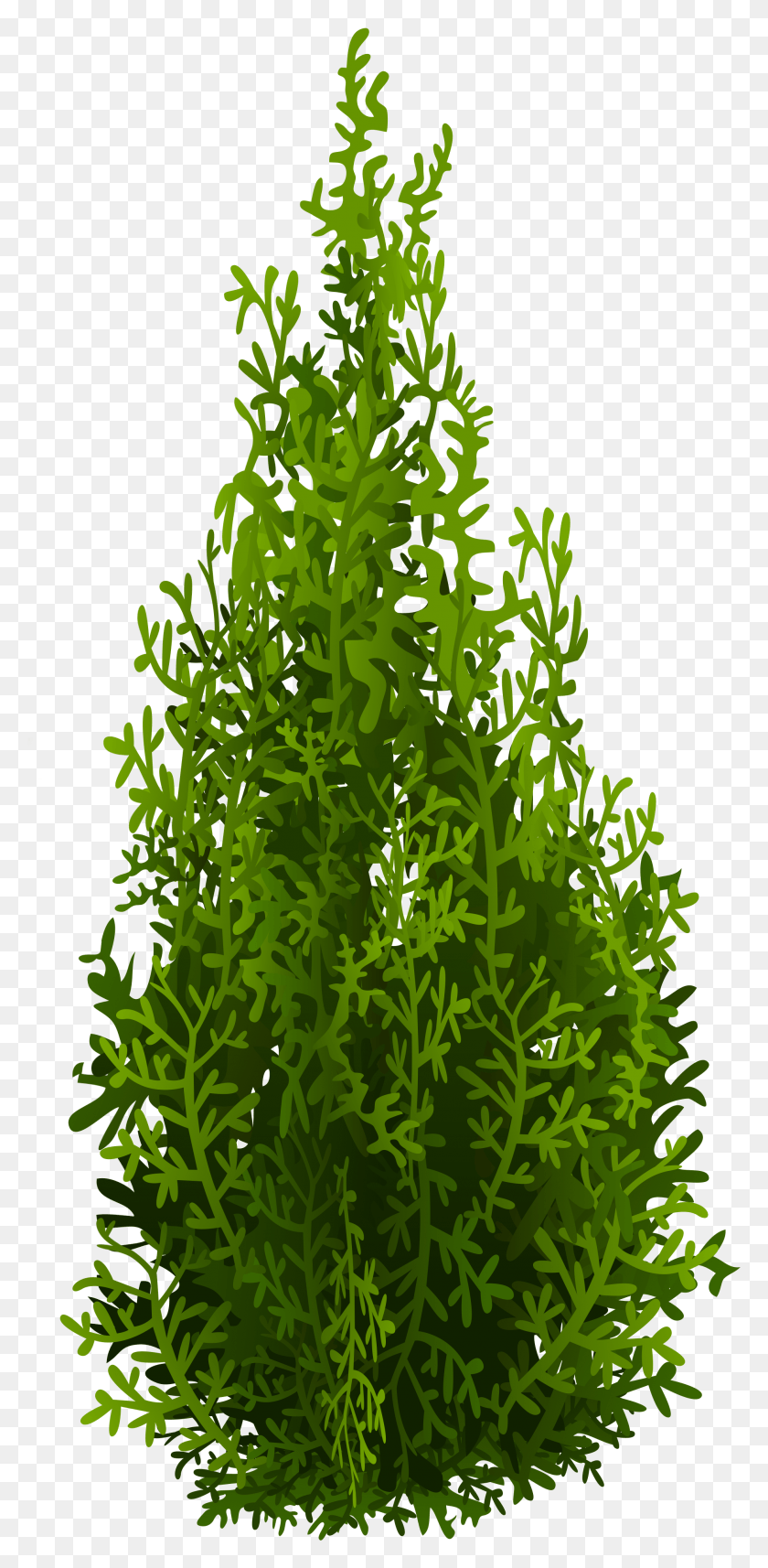 1938x4110 Cypress Picture Gallery Yopriceville High Quality Kiparis, Green, Plant, Tree Png Скачать