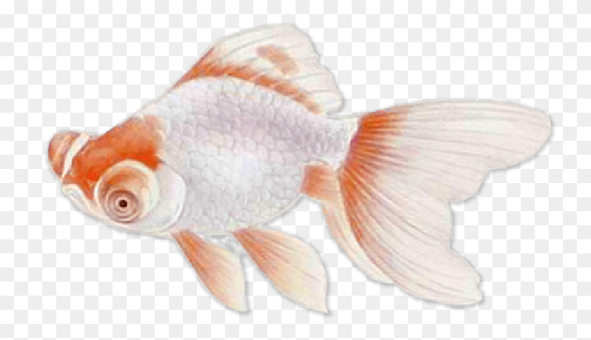 742x423 Cyprinidae, Fish, Animal, Goldfish HD PNG Download