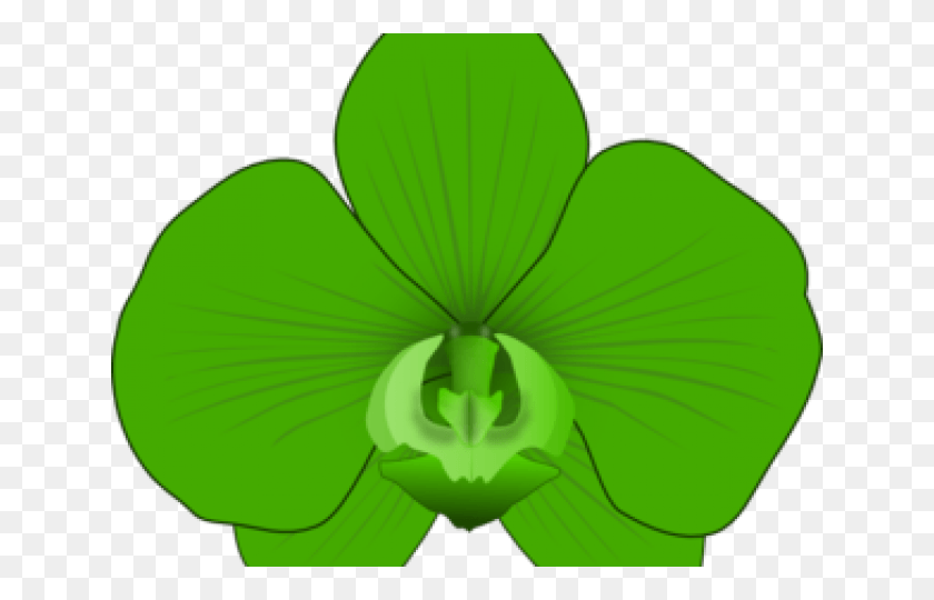 640x480 Cypripedium, Зеленый, Лист, Растение Hd Png Скачать