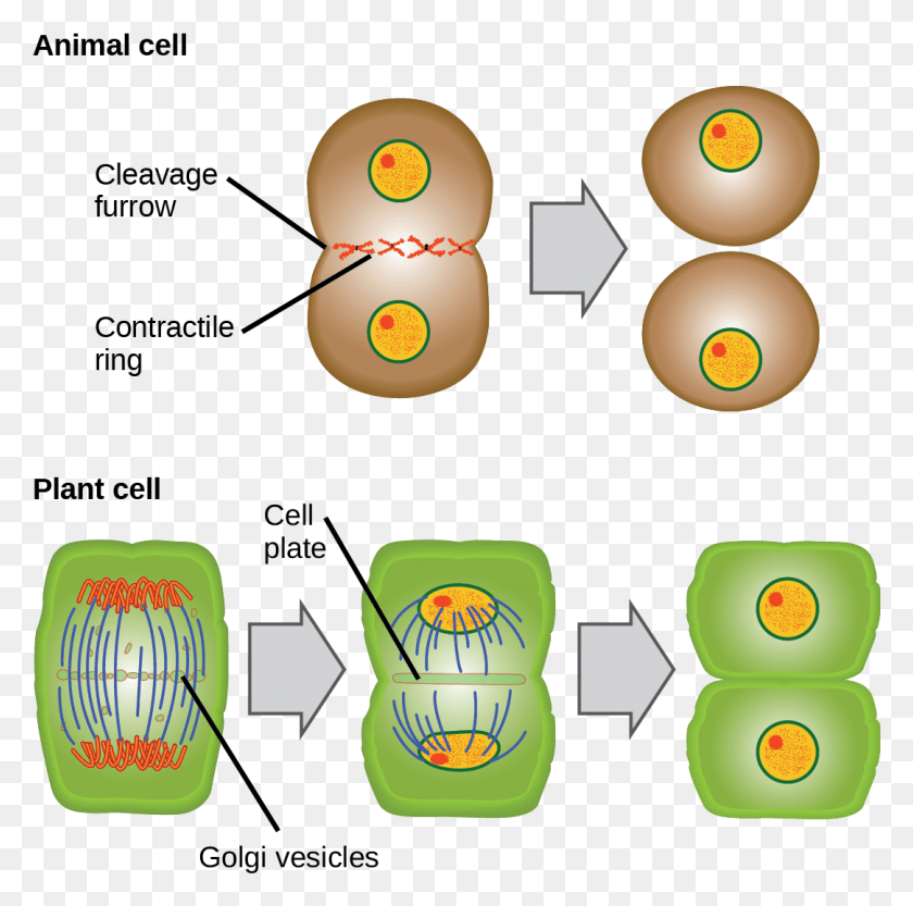 1083x1074 Cytokinesis Drawing Animal Cell Diagram Telophase And Cytokinesis In Animal Cells, Number, Symbol, Text HD PNG Download