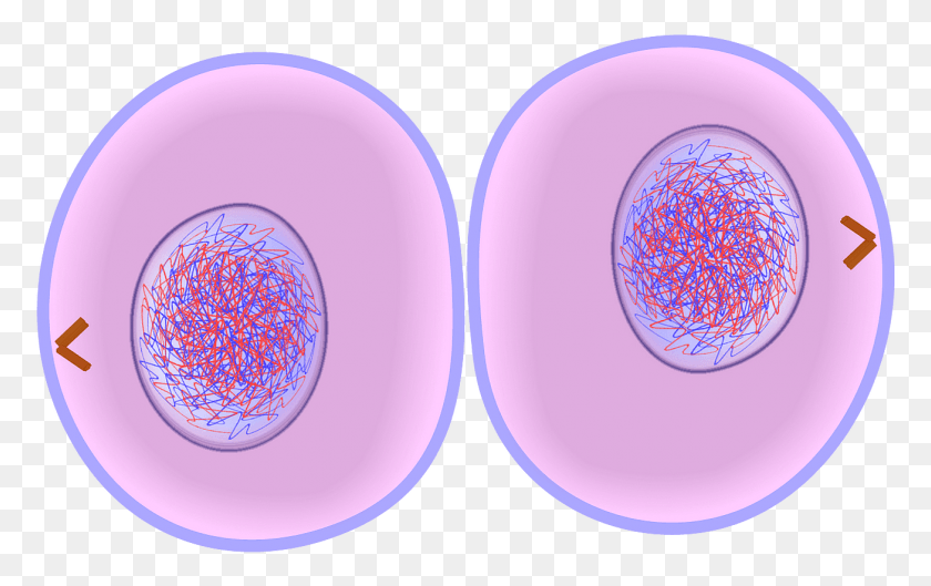 1305x786 Descargar Png / Citocinesis De La Mitosis Png