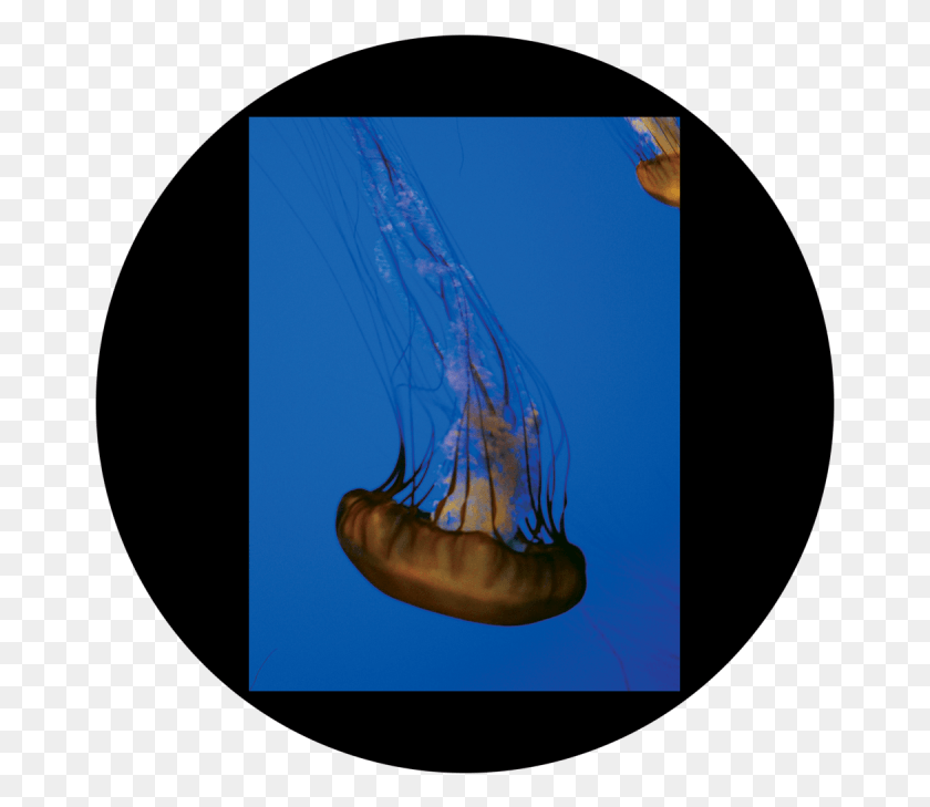 669x669 D Antonakos Single Jellyfish Jellyfish, Sea Life, Animal, Invertebrate HD PNG Download