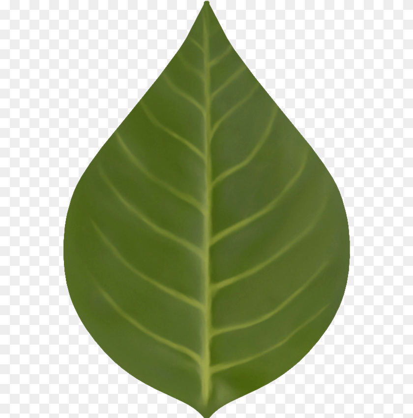 D Eq Folha Houseplant, Leaf, Plant Sticker PNG