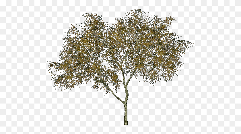 513x406 D Trees Ontano, Дерево, Растение, Ствол Дерева Hd Png Скачать