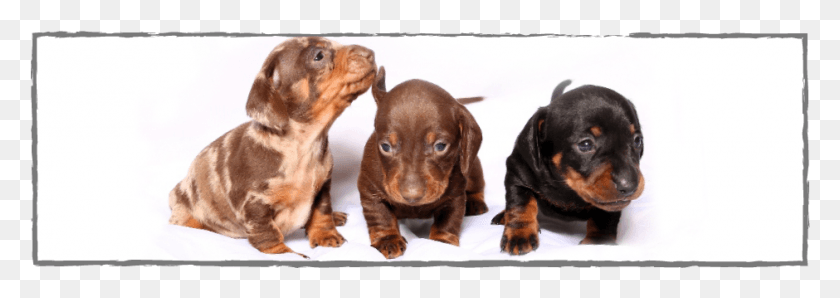 940x287 Dachshund, Dog, Pet, Canine HD PNG Download