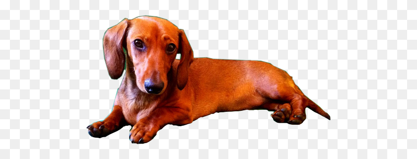 493x260 Dachshund, Dog, Pet, Canine HD PNG Download