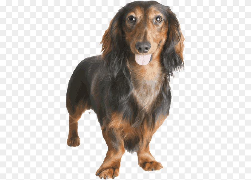 403x602 Dachshund Dachshund, Snout, Animal, Canine, Dog Transparent PNG