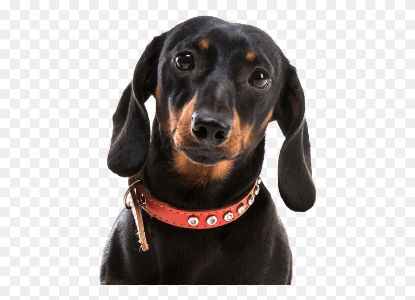 442x548 Dachshund Dachshund Dog, Pet, Canine, Animal Descargar Hd Png