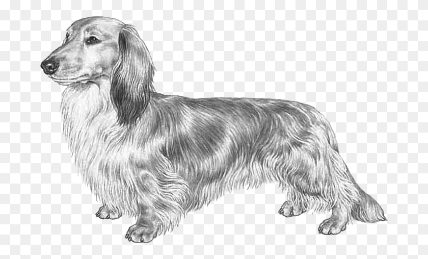 686x448 Dachshund Long Haired, Pet, Animal, Dog HD PNG Download