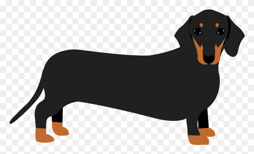 1016x584 Dachshund Puppy Dog Breed Mug Sophisticated Pup Sausage Dog Clipart, Animal, Pet HD PNG Download