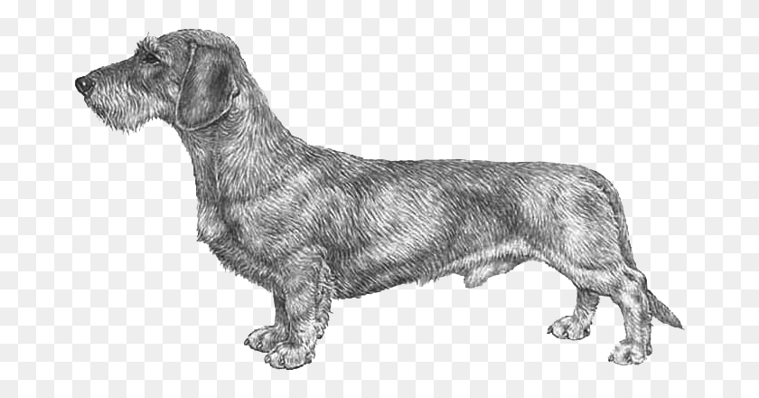 677x380 Dachshund Wire Haired, Canine, Mammal, Animal HD PNG Download