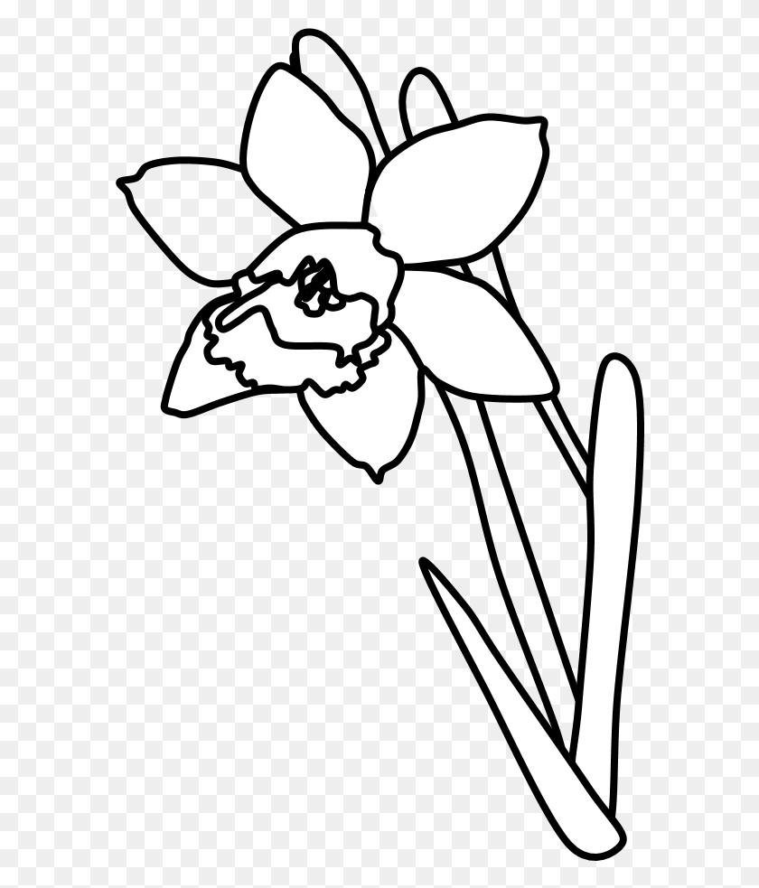 586x923 Нарцисс Черно-Белый Мультфильм, Растение, Цветок, Цветение Hd Png Скачать
