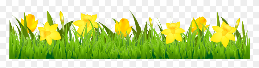 4233x882 Daffodil Clip Art Border, Plant, Flower, Blossom HD PNG Download