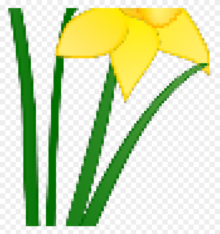 956x1025 Бледно-Желтый Нарцисс Нарцисс Валлийский Нарцисс Картинки, Растение, Цветок, Цветение Hd Png Скачать