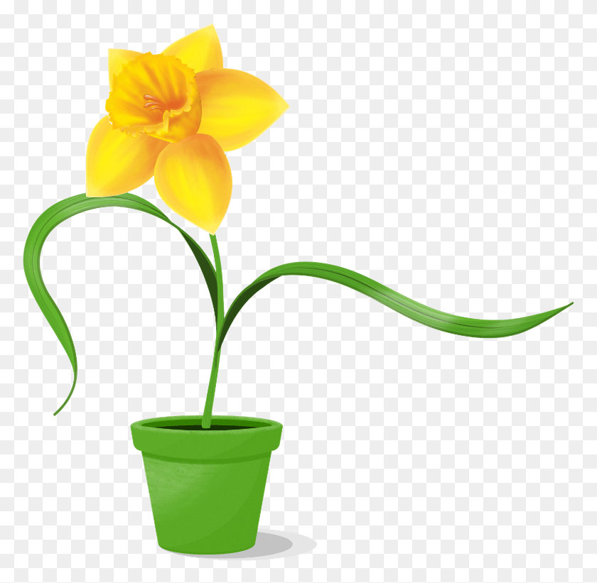 779x761 Flor Png / Narciso Png