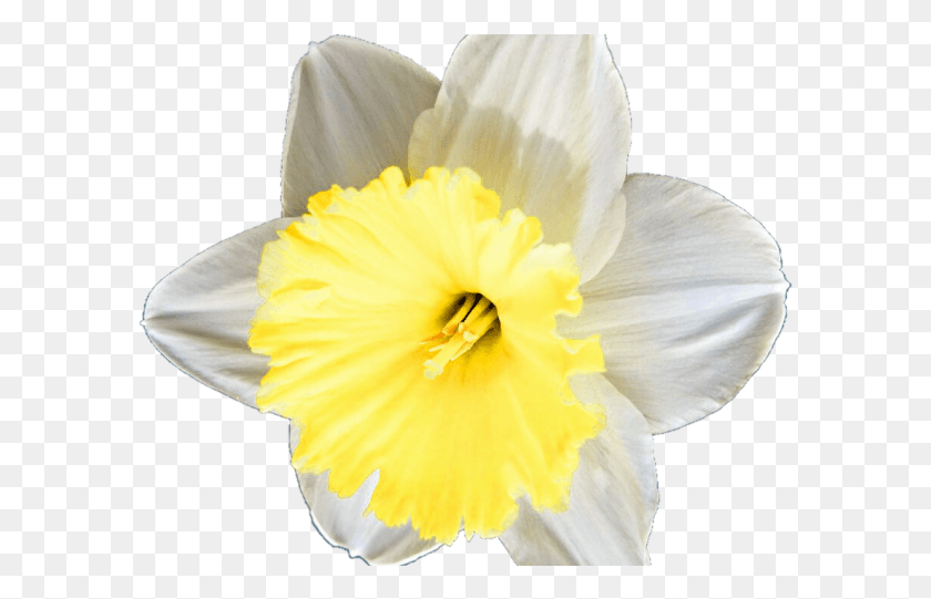 591x481 Daffodil Clipart Petal Narcissus, Plant, Flower, Blossom HD PNG Download