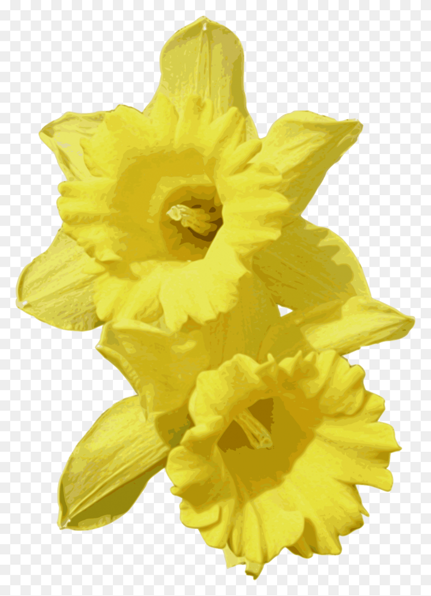 1142x1612 Daffodil Computer Icons Flower Daffodils, Plant, Blossom, Rose HD PNG Download