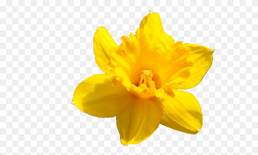 561x447 Daffodil Flower Pic Daffodil, Plant, Blossom, Pollen HD PNG Download