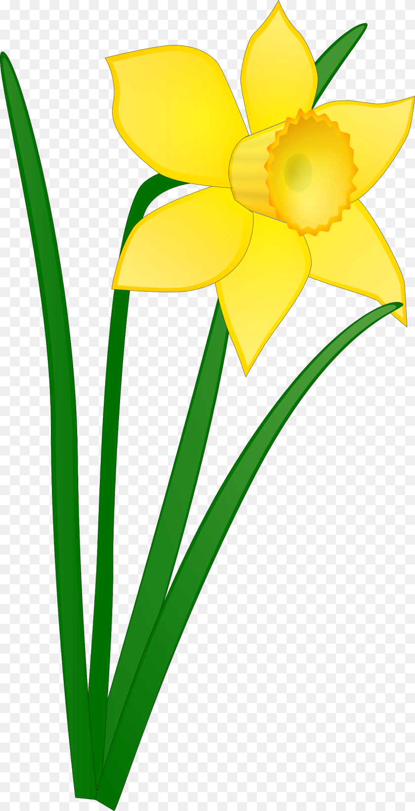 Daffodil Icons, Flower, Plant, Person Sticker PNG