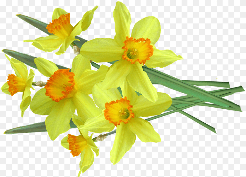 858x617 Daffodil Spring Flowers Photo On Pixabay Daffodil, Flower, Plant Clipart PNG