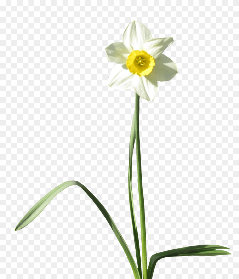 Daffodil Background Arts, Flower, Plant Transparent PNG
