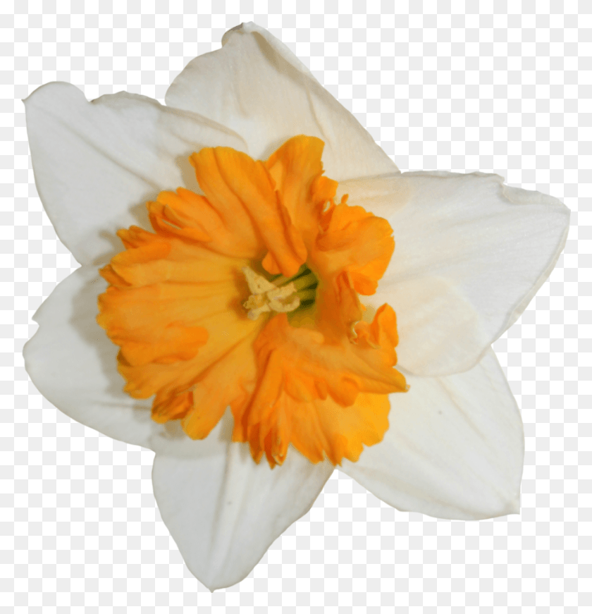 877x912 Daffodil Transparent Image Narcissus, Plant, Flower, Blossom HD PNG Download