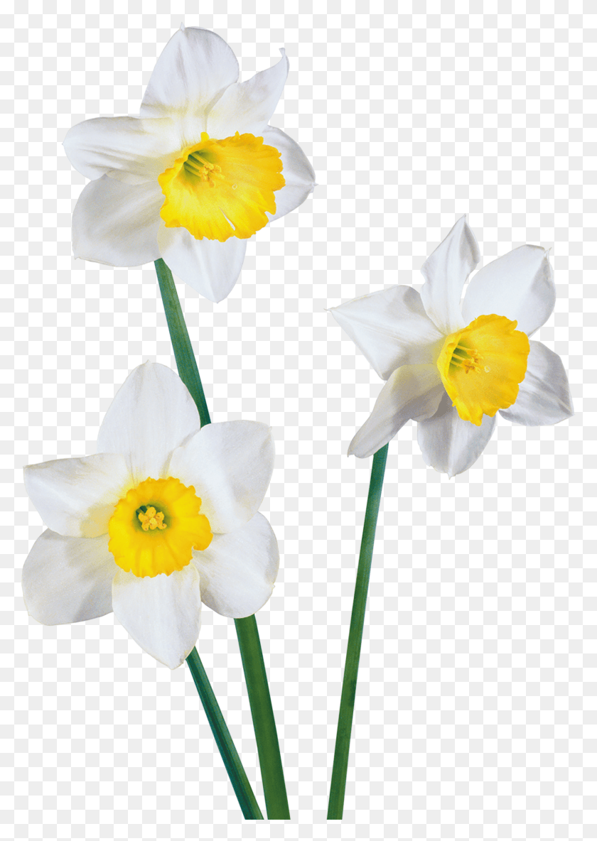 1500x2162 Нарцисс Вектор Цветок Наргис Флер Фонд Прозрачный, Растение, Цветение Hd Png Скачать