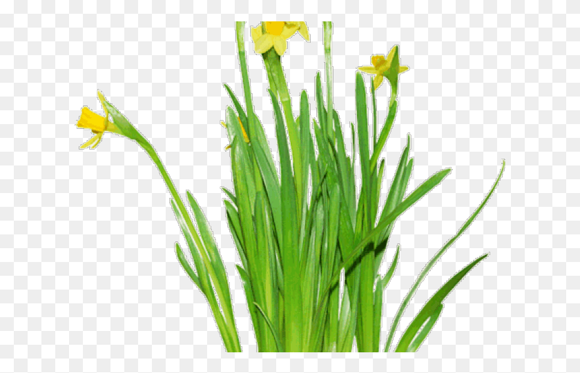 625x481 Daffodil Vector Hand Drawn Portable Network Graphics, Plant, Flower, Blossom HD PNG Download